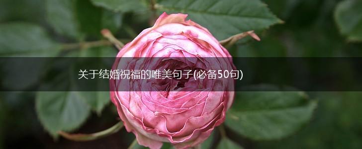 关于结婚祝福的唯美句子(必备50句),第1张