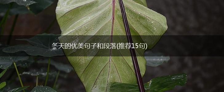 冬天的优美句子和段落(推荐15句),第1张