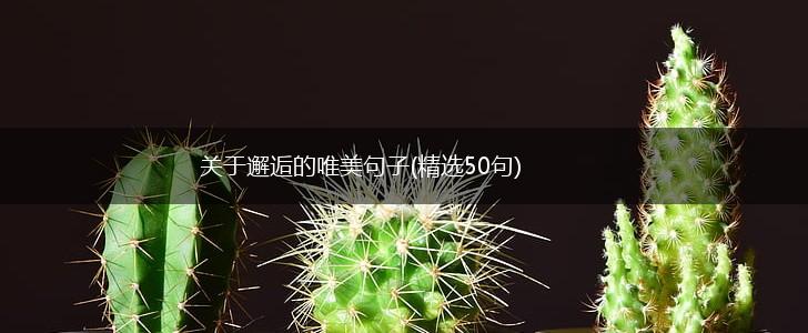 关于邂逅的唯美句子(精选50句),第1张