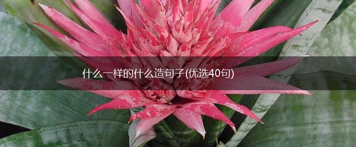 什么一样的什么造句子(优选40句),第1张
