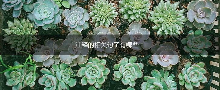 注释的相关句子有哪些,第1张