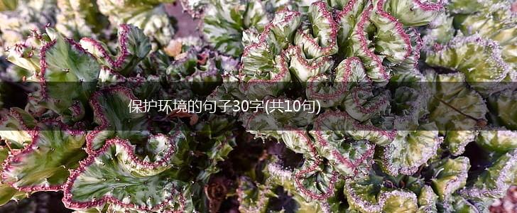 保护环境的句子30字(共10句),第1张