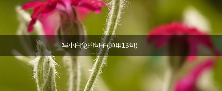 写小白兔的句子(通用13句),第1张