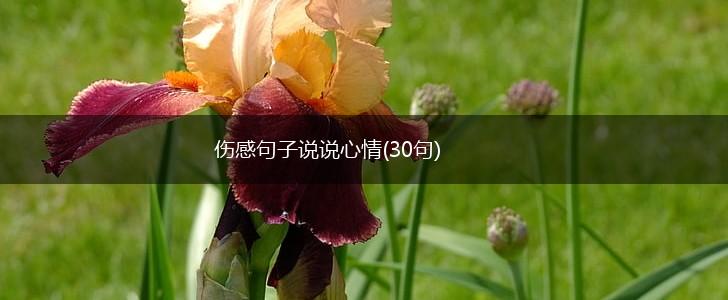 伤感句子说说心情(30句),第1张