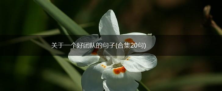 关于一个好团队的句子(合集20句),第1张