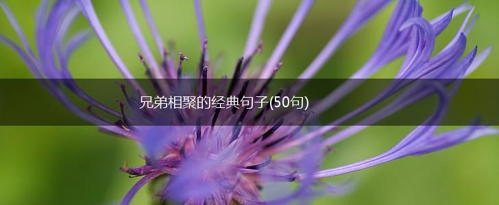 兄弟相聚的经典句子(50句),第1张