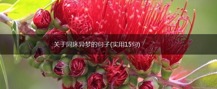 关于同床异梦的句子(实用15句),第1张