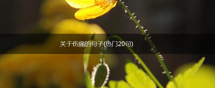 关于伤痛的句子(热门20句),第1张