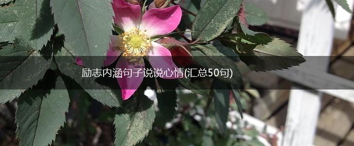 励志内涵句子说说心情(汇总50句),第1张