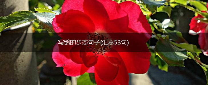 写鹅的步态句子(汇总53句),第1张