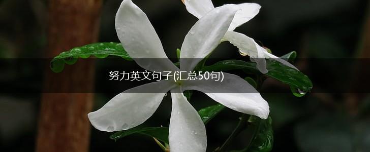 努力英文句子(汇总50句),第1张