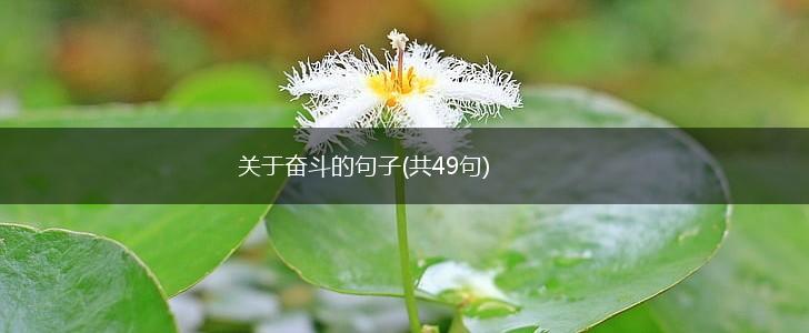关于奋斗的句子(共49句),第1张
