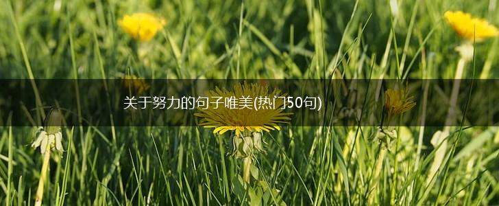 关于努力的句子唯美(热门50句),第1张