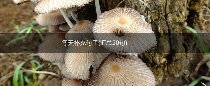 冬天补充句子(汇总20句),第1张