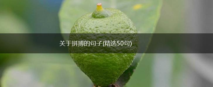 关于拼搏的句子(精选50句),第1张