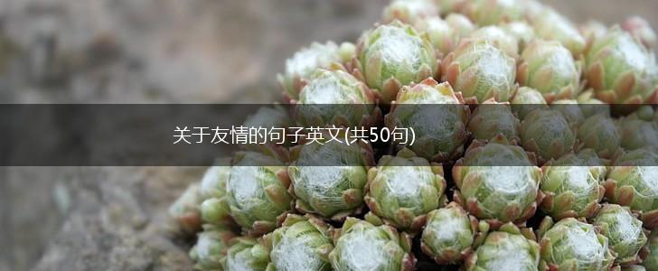 关于友情的句子英文(共50句),第1张