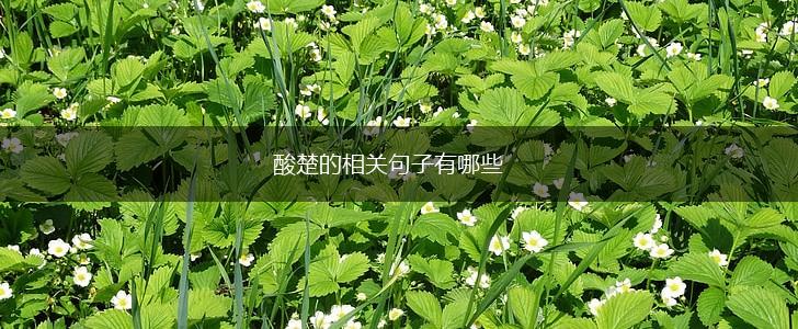 酸楚的相关句子有哪些,第1张