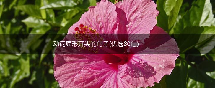 动词原形开头的句子(优选80句),第1张