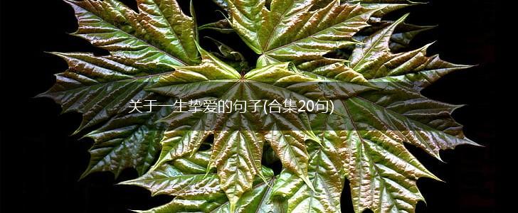 关于一生挚爱的句子(合集20句),第1张