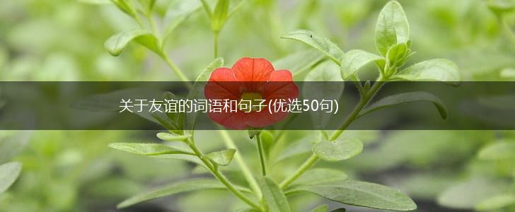 关于友谊的词语和句子(优选50句),第1张