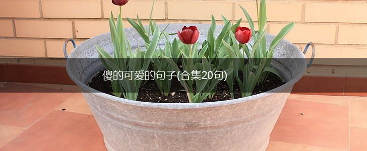 傻的可爱的句子(合集20句),第1张