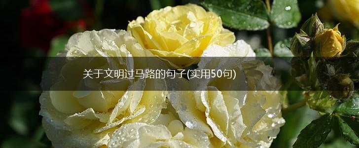 关于文明过马路的句子(实用50句),第1张