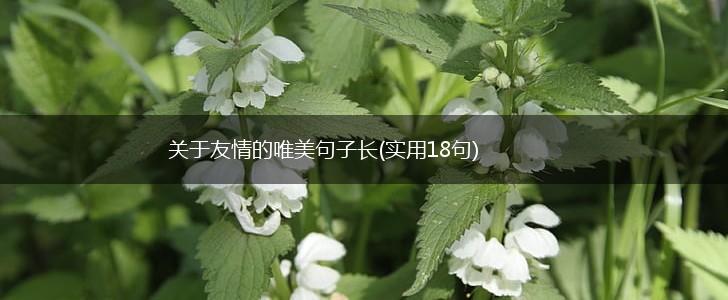 关于友情的唯美句子长(实用18句),第1张