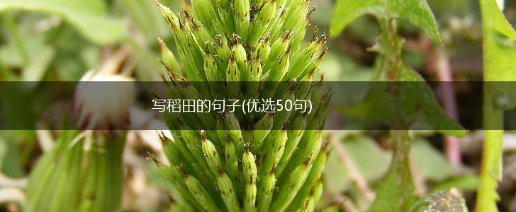 写稻田的句子(优选50句),第1张