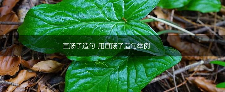 直肠子造句_用直肠子造句举例,第1张