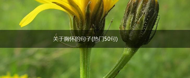 关于胸怀的句子(热门50句),第1张
