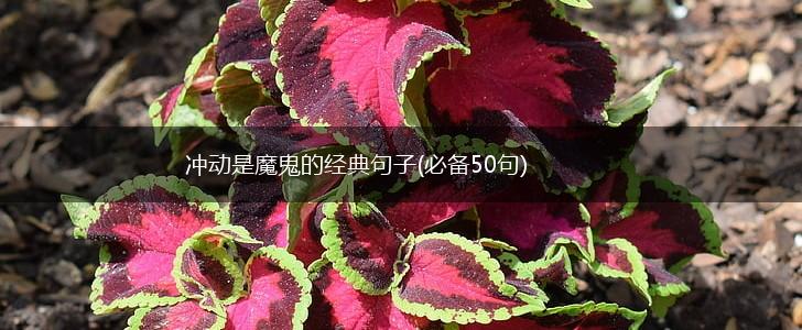 冲动是魔鬼的经典句子(必备50句),第1张