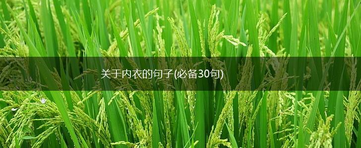 关于内衣的句子(必备30句),第1张
