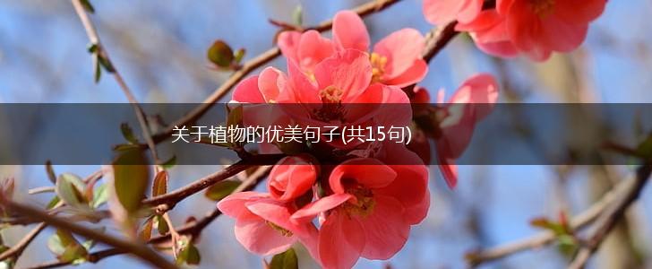 关于植物的优美句子(共15句),第1张