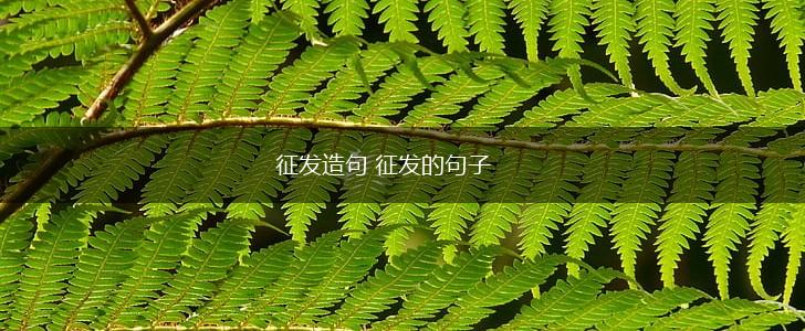 征发造句 征发的句子,第1张