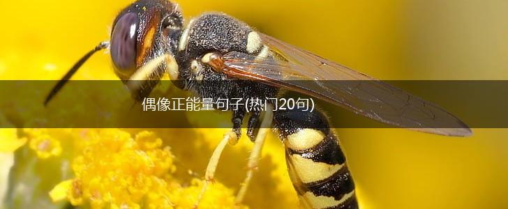 偶像正能量句子(热门20句),第1张