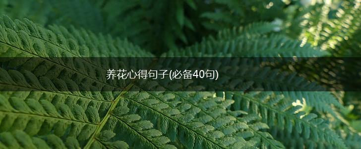 养花心得句子(必备40句),第1张