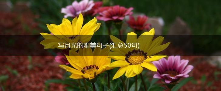 写月光的唯美句子(汇总50句),第1张