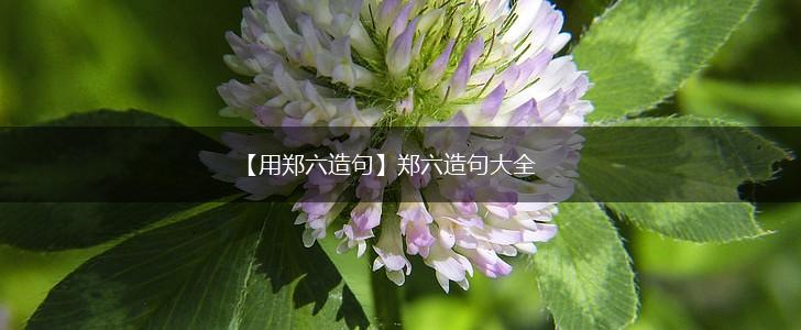 【用郑六造句】郑六造句大全,第1张