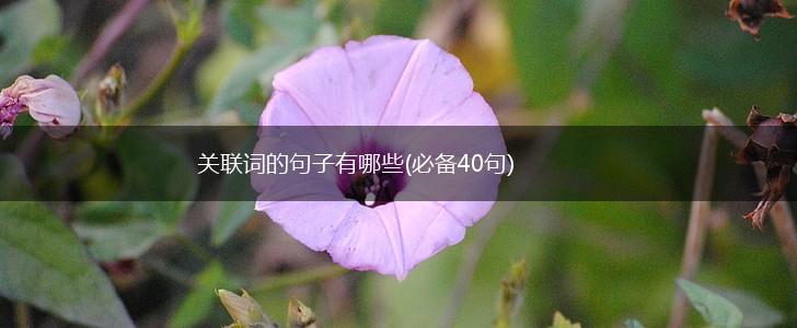 关联词的句子有哪些(必备40句),第1张