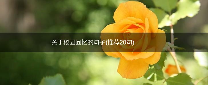 关于校园回忆的句子(推荐20句),第1张