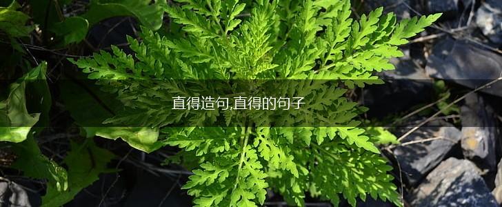 直得造句,直得的句子,第1张