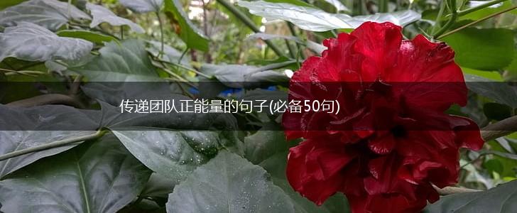 传递团队正能量的句子(必备50句),第1张