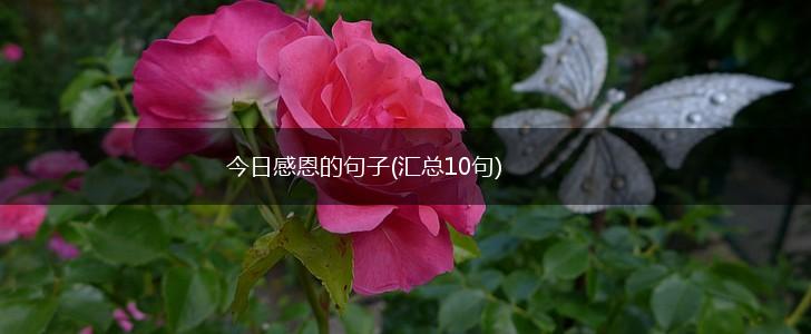 今日感恩的句子(汇总10句),第1张