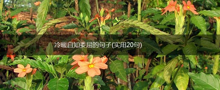 冷暖自知委屈的句子(实用20句),第1张