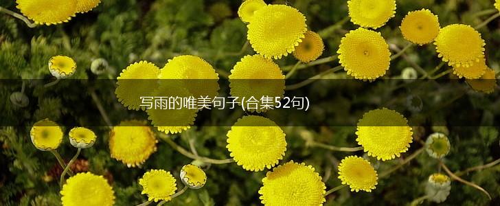 写雨的唯美句子(合集52句),第1张
