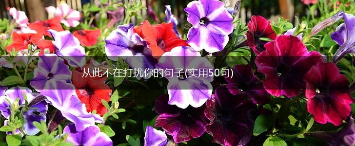 从此不在打扰你的句子(实用50句),第1张