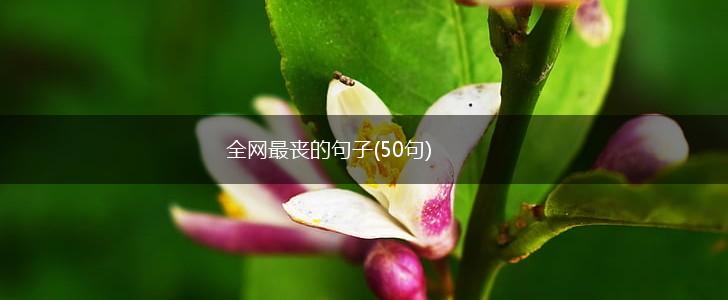 全网最丧的句子(50句),第1张