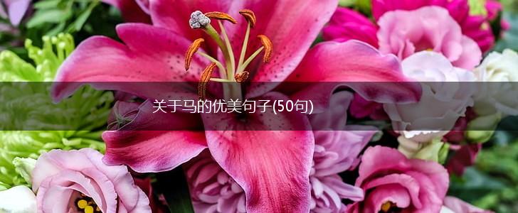 关于马的优美句子(50句),第1张