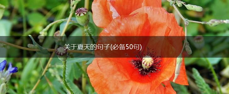 关于夏天的句子(必备50句),第1张