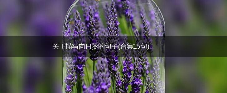 关于描写向日葵的句子(合集15句),第1张